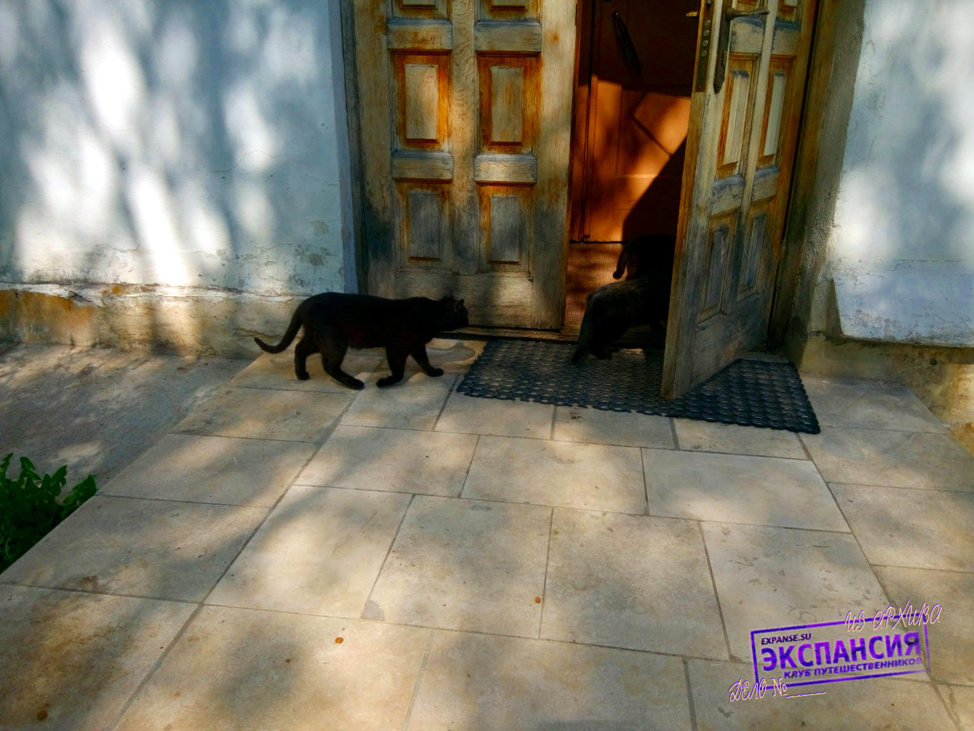 Семейство черных котов в Доме Волконского